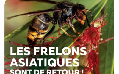 Lutte contre le Frelon Asiatique